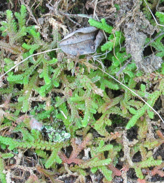 Selaginella denticulata / Selaginella denticolata